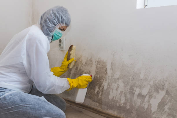 Best Mold Damage Repair  in Wrens, GA