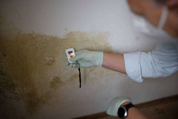 Best Office Mold Removal Services  in Wrens, GA