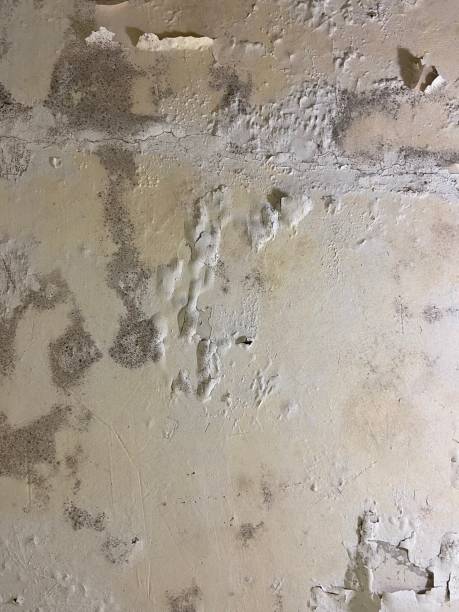 Best Professional Mold Removal  in Wrens, GA