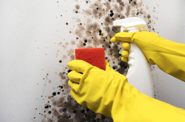 Best Commercial Mold Removal  in Wrens, GA