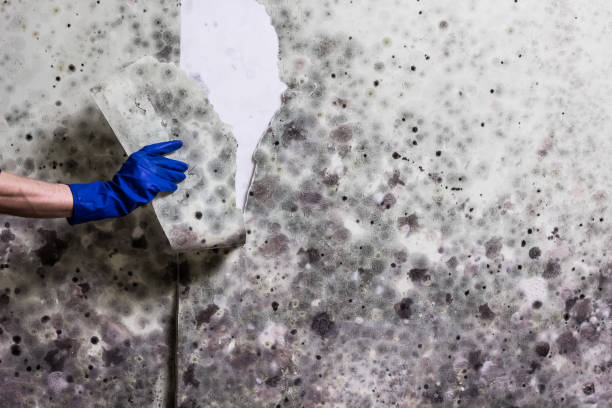 Best Mold Cleaning Services  in Wrens, GA